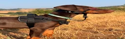 Dobermann dogs for sale: 4 Month Zi-Zi  in Paignton - Advert 1
