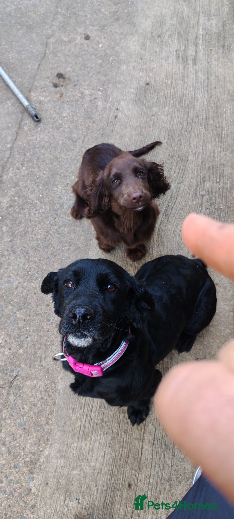 Sprocker dogs Chocolate sprocker boy  - Advert 1