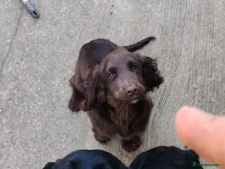 Sprocker dogs Chocolate sprocker boy - Advert 2