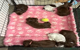 Cocker Spaniel dogs for sale: Working cocker spainel Puppys Ready to leave  - Image 31