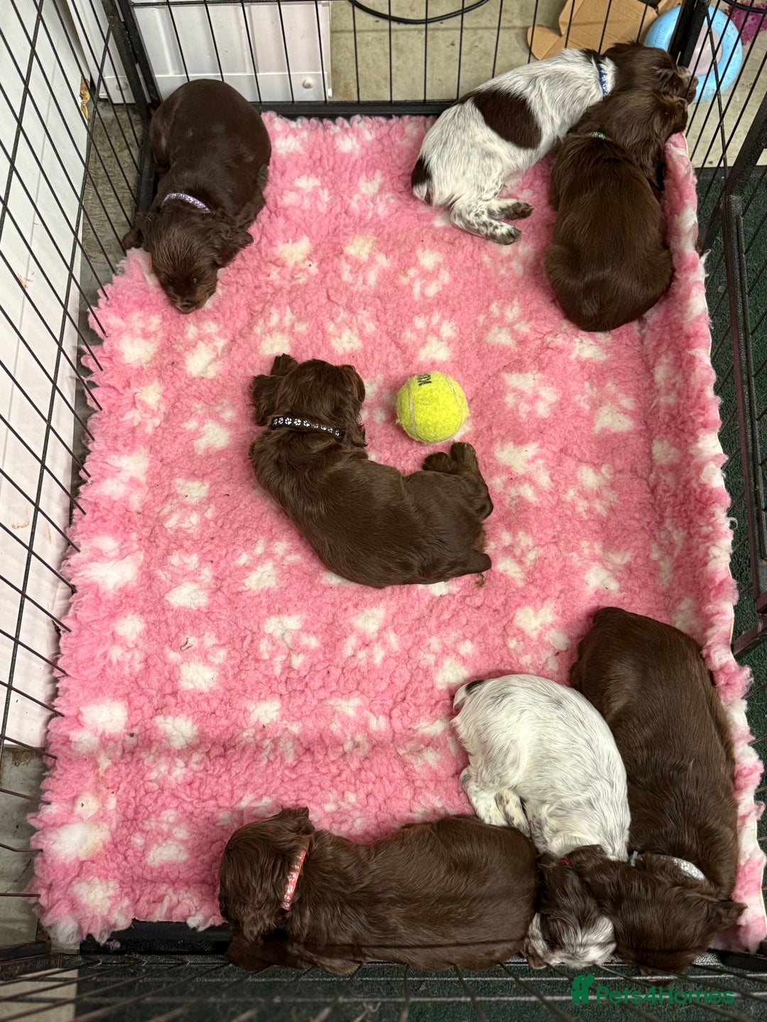 Cocker Spaniel dogs for sale: Working cocker spainel Puppys Ready to leave  - Image 31