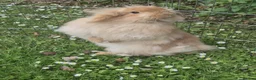 Lionhead rabbits for sale: Female Lionhead with Lovely Thick Light Brown Fur - Advert 2