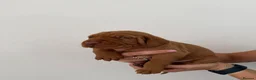 Hungarian Vizsla dogs for sale: Wirehaired Hungarian Vizsla - Advert 33