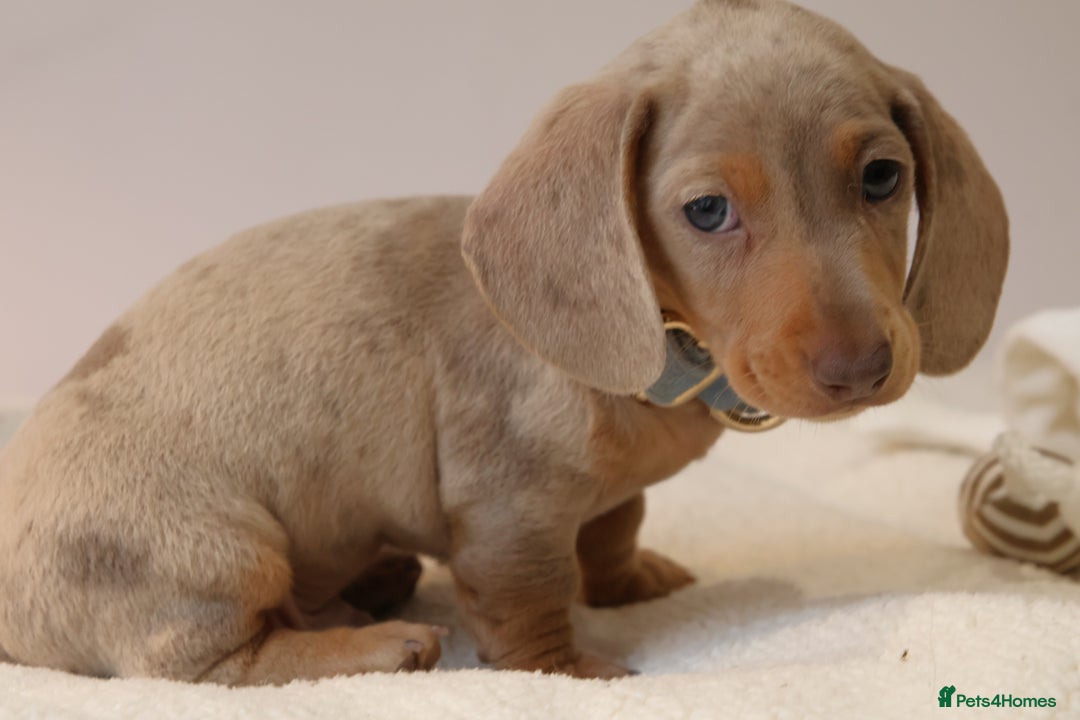 Miniature Dachshund dogs for sale:  🌟5StarsLicense+Holistic+KC+VetChecked+PRA Clear+ - Image 23