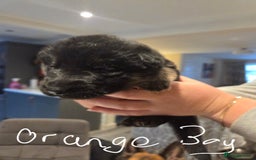 German Shepherd dogs for sale: German shepherd pedigree puppies- four weeks old. - Image 3