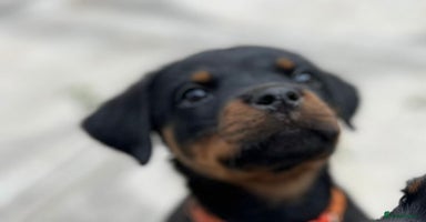 Rottweiler dogs - Advert 12
