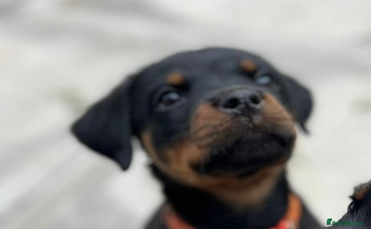 Rottweiler dogs - Advert 1