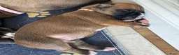 Boxer dogs for sale: KC Registered Boxer Puppies – Ready to Reserve - Advert 14
