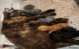 British Shorthair cats for sale: sweet grey boy ready for his forever home! - Image 7