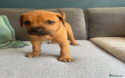 Mixed Breed dogs for sale: Puppies looking for forever homes 🏡 - Image 13