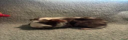 Guinea Pig rodents for sale: Beautiful girls handsomr boys - Advert 13