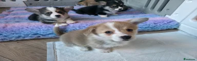 Welsh Corgi Pembroke Puppy 6