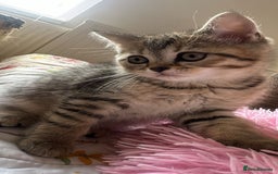 British Shorthair cats for sale: 5 Adorable British Shorthair Kittens - Image 40