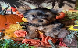 Yorkshire Terrier dogs for sale: Beautiful Pedigree Yorkshire Terrier puppies. - Advert 6