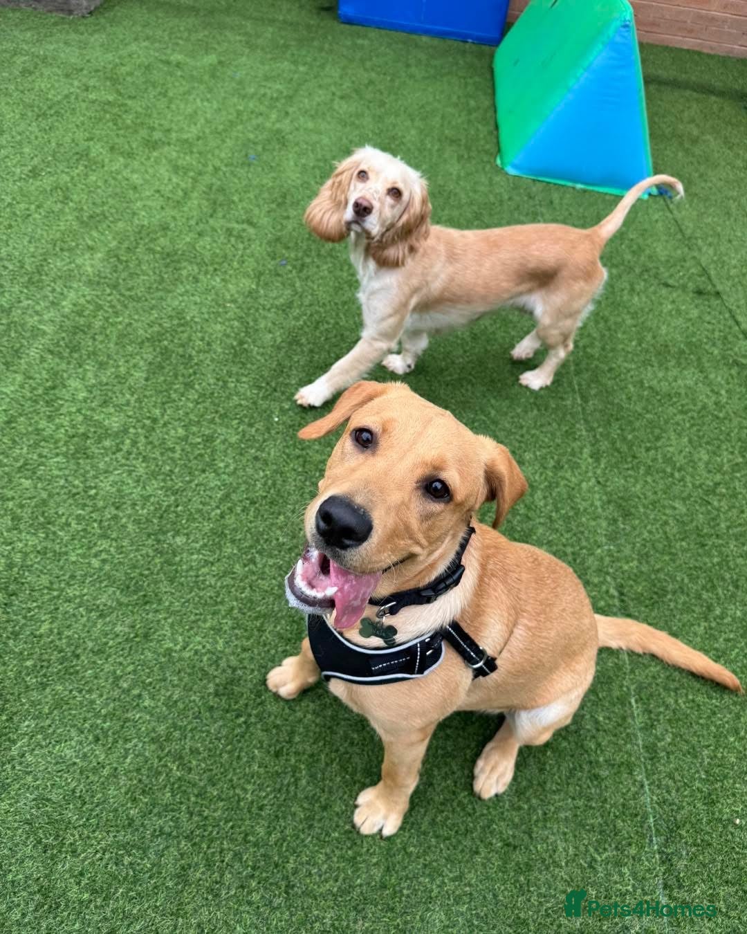 Labrador Retriever dogs for sale: 1 year old bitch Labrador  - Advert 6