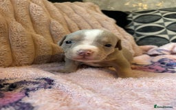 American Bully dogs for sale: American pocket bully’s  - Advert 2