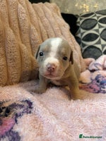 American Bully dogs American pocket bully’s - Advert 1