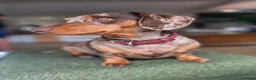 Dachshund dogs for sale: KC Registered Smooth-haired Miniature Dachshunds  in Halstead - Advert 5