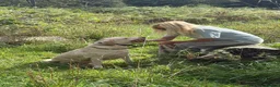 Labrador Retriever dogs for adoption: George - Hingham Norfolk  in Norwich - Advert 12