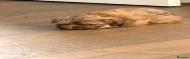 Shih Tzu 1