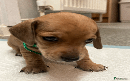 Mixed Breed dogs for sale: Maltese Cross Miniature Dachshund  - Image 14