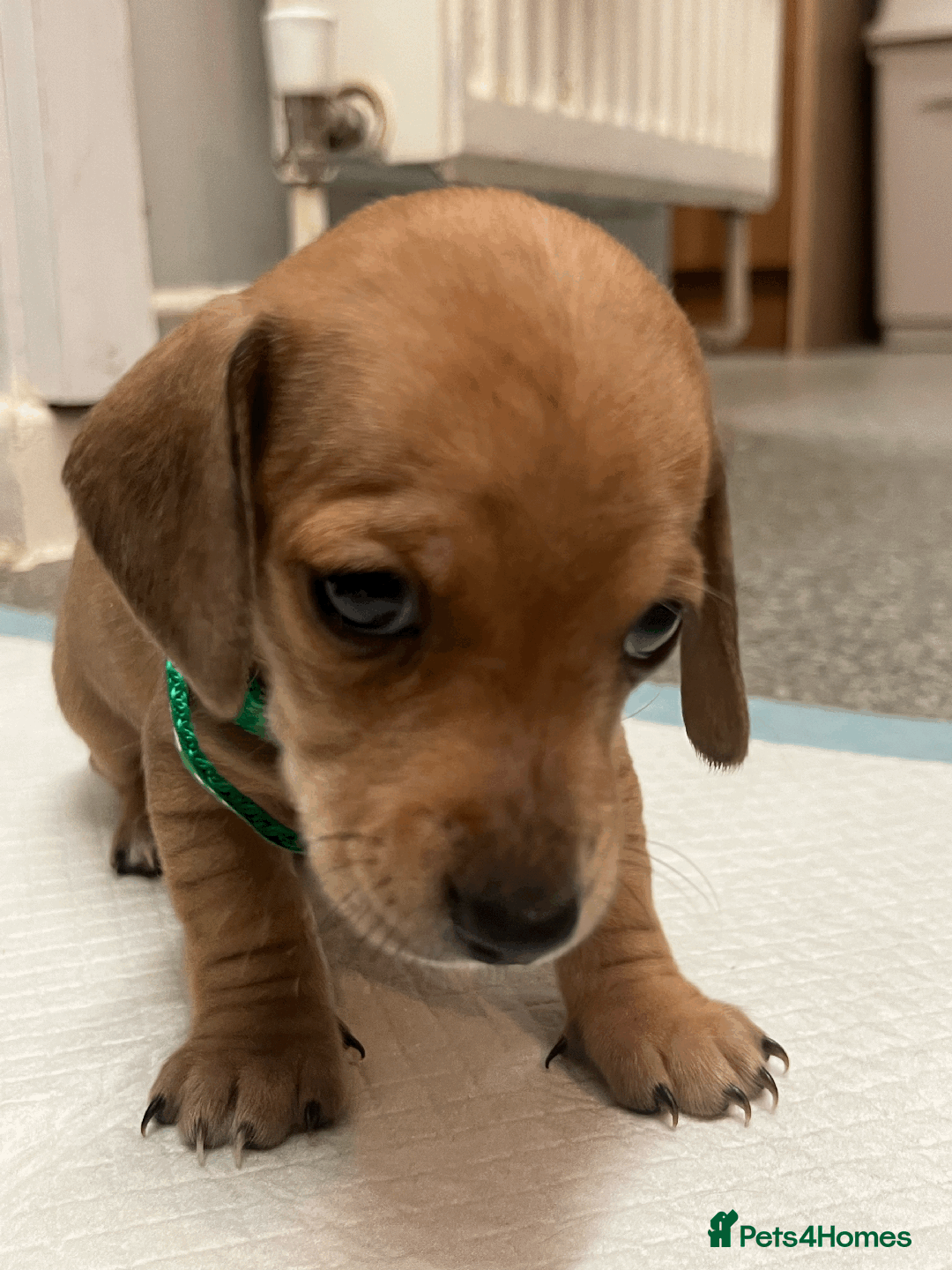 Mixed Breed dogs for sale: Maltese Cross Miniature Dachshund  - Image 14