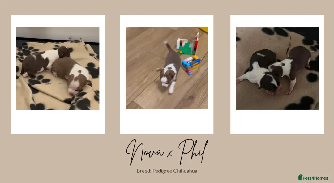 Chihuahua dogs for stud: Unique Chihuahua for Stud 🐾 in Southampton - Advert 25