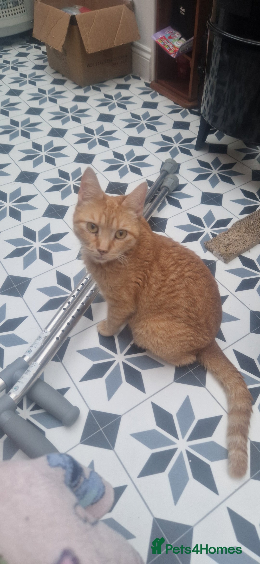 Mixed Breed cats for sale: 5 little kittens(2 calico girls +3 ginger males)  - Advert 4