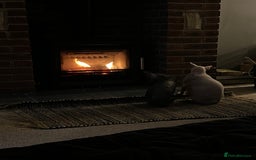 Sphynx cats for sale: Two Sphynx looking for doting home - Image 6