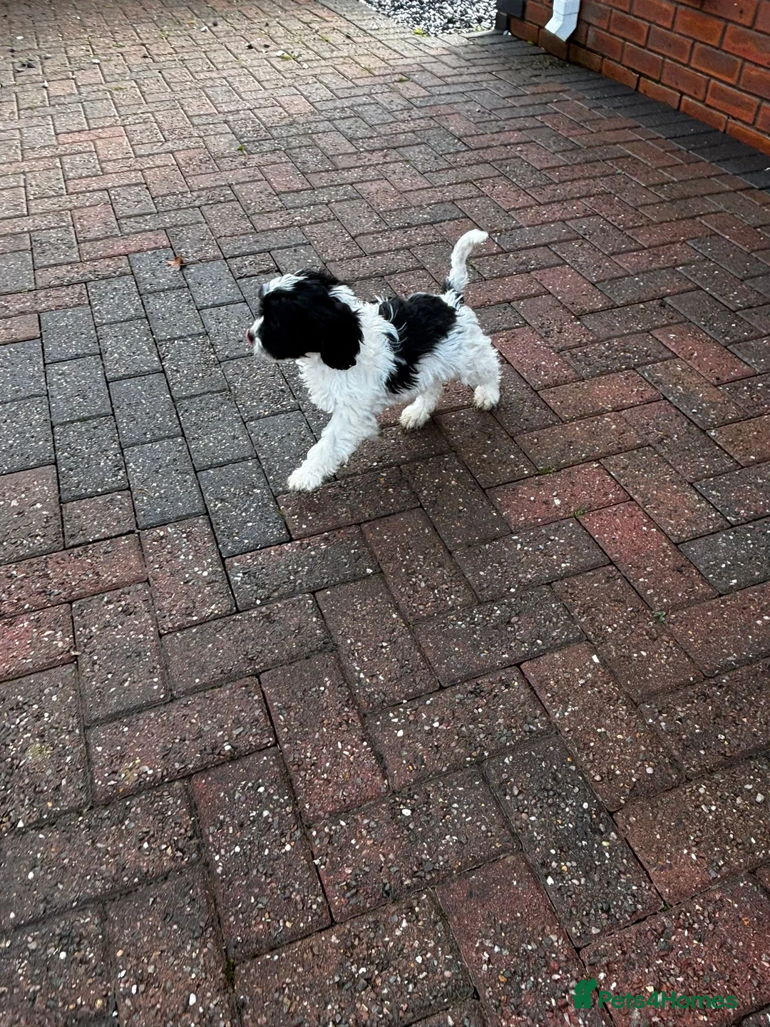 Cavapoo dogs for sale: Beautiful cavapoo puppies  - Advert 2