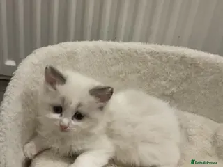 Ragdoll cats Fully White Ragdoll Babiesss! - Advert 1
