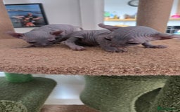 Sphynx cats for sale: Elf Sphynx Kittens  - Image 21