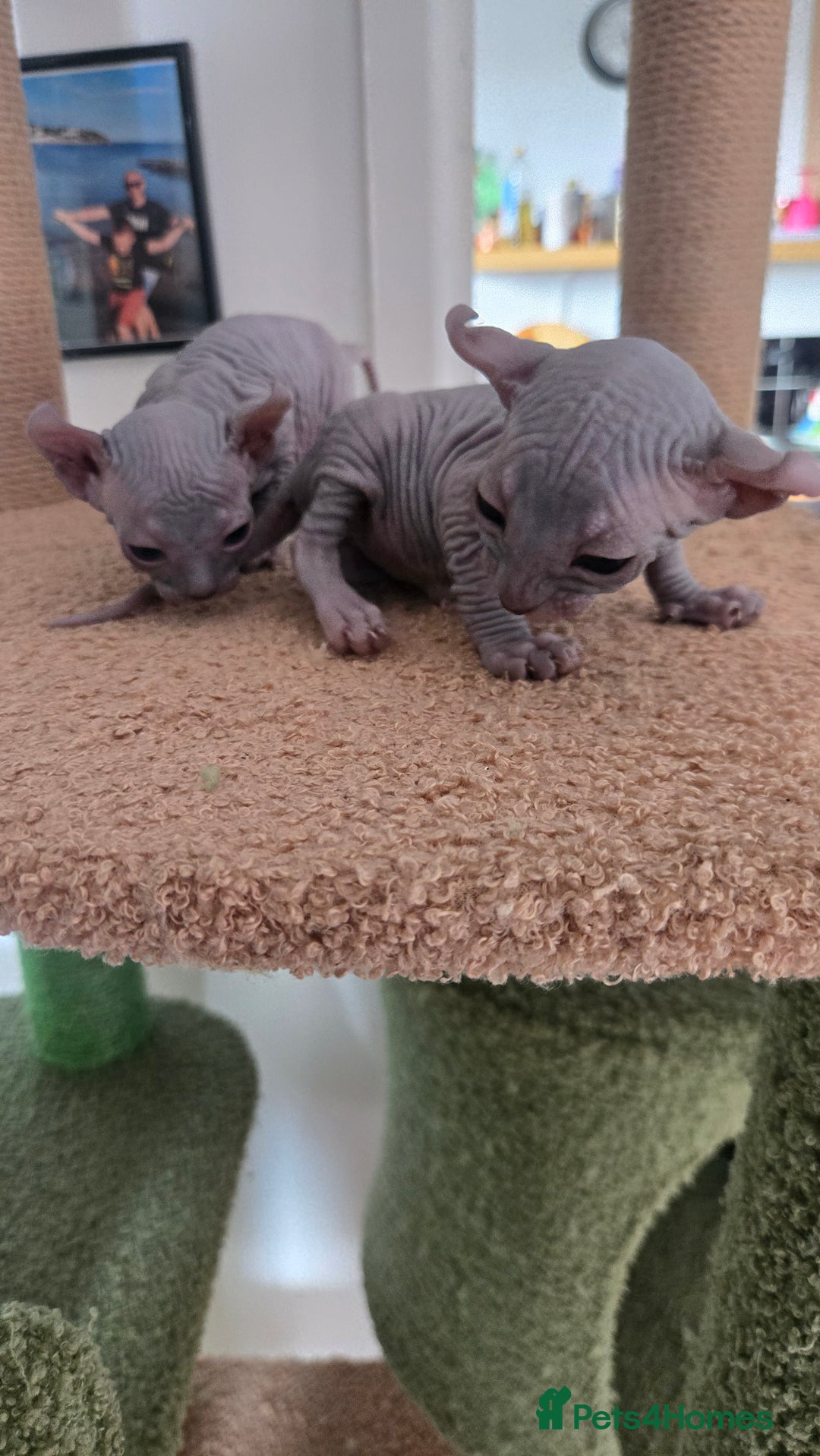 Sphynx cats for sale: Elf Sphynx Kittens  - Image 21