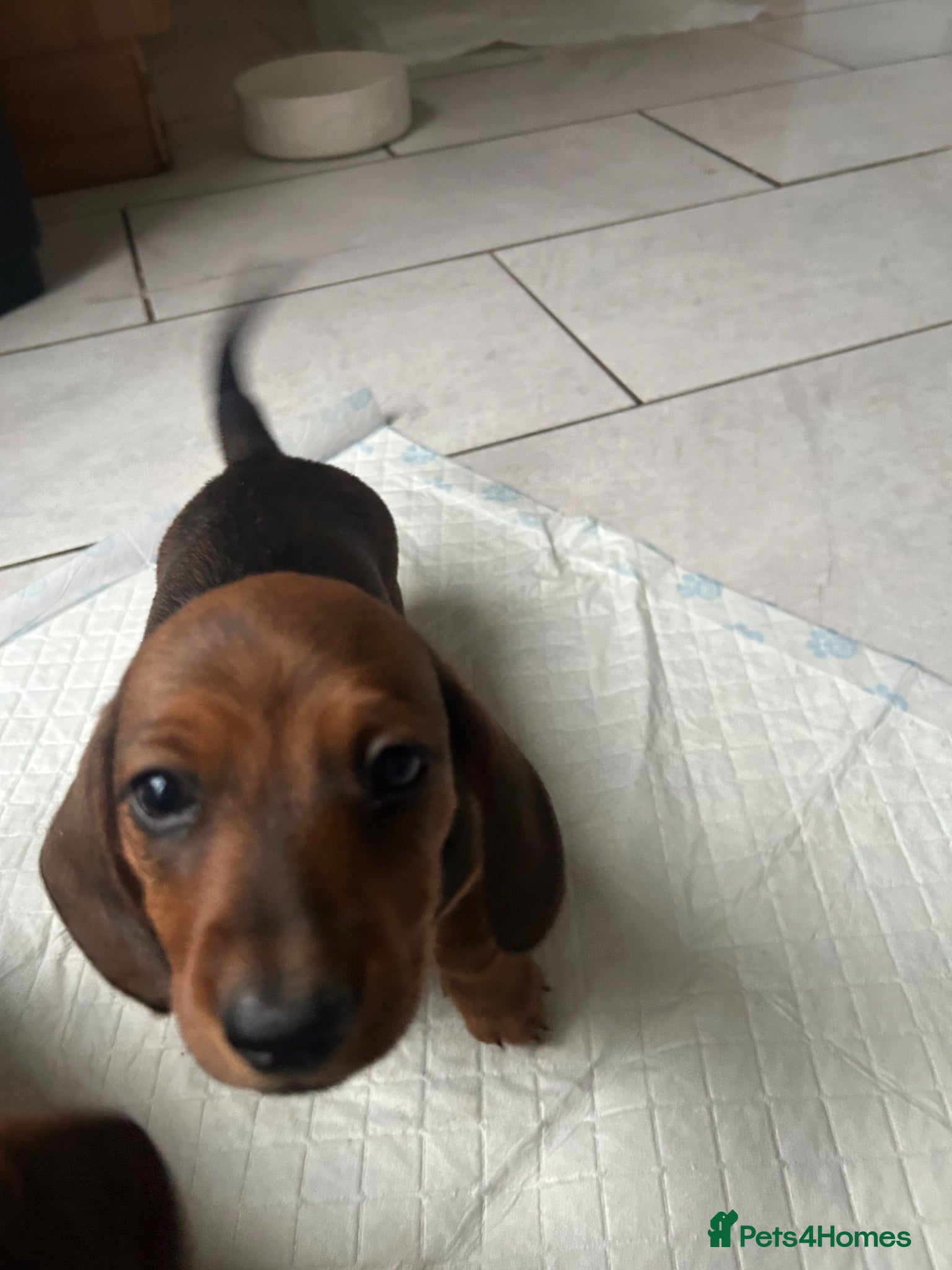 Miniature Dachshund dogs Stunning litter of beautiful babies  - Advert 17