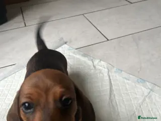 Miniature Dachshund dogs Stunning litter of beautiful babies - Advert 17