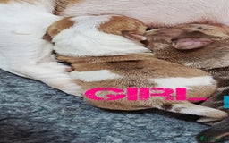 Jack Russell dogs for sale: Stunning Rare Colour Merle Jack Russell Puppies - Image 7