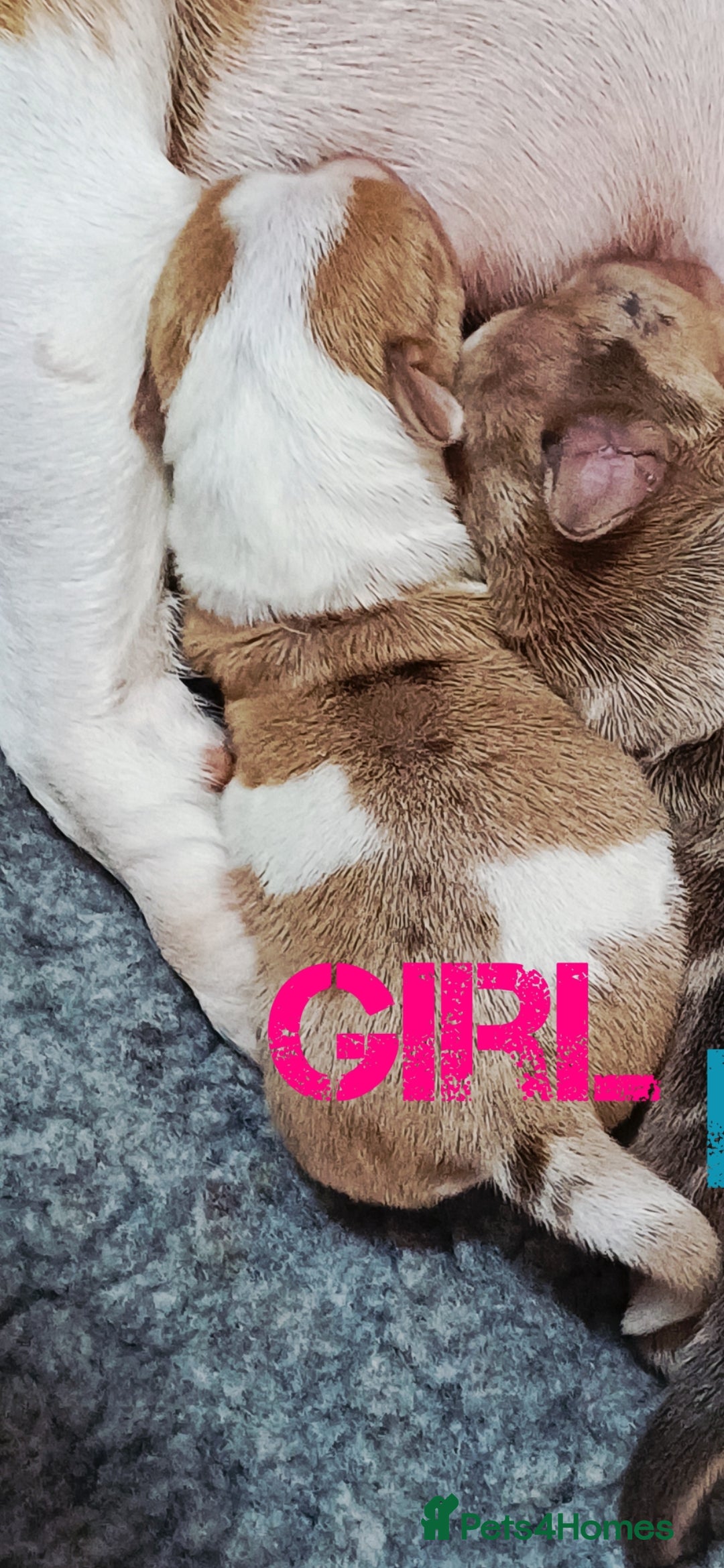 Jack Russell dogs for sale: Stunning Rare Colour Merle Jack Russell Puppies - Image 7