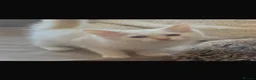 Ragdoll cats for sale: 🌟 GCCF PEDIGREE RAGDOLLS🌟 - Advert 1