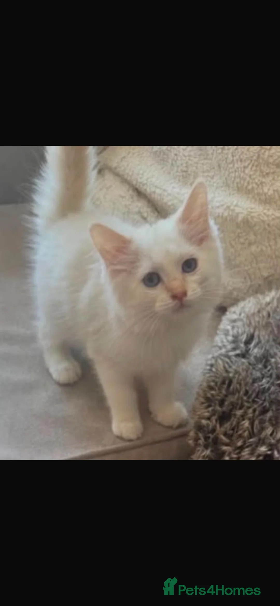 Ragdoll cats for sale: 🌟 GCCF PEDIGREE RAGDOLLS🌟 - Advert 1