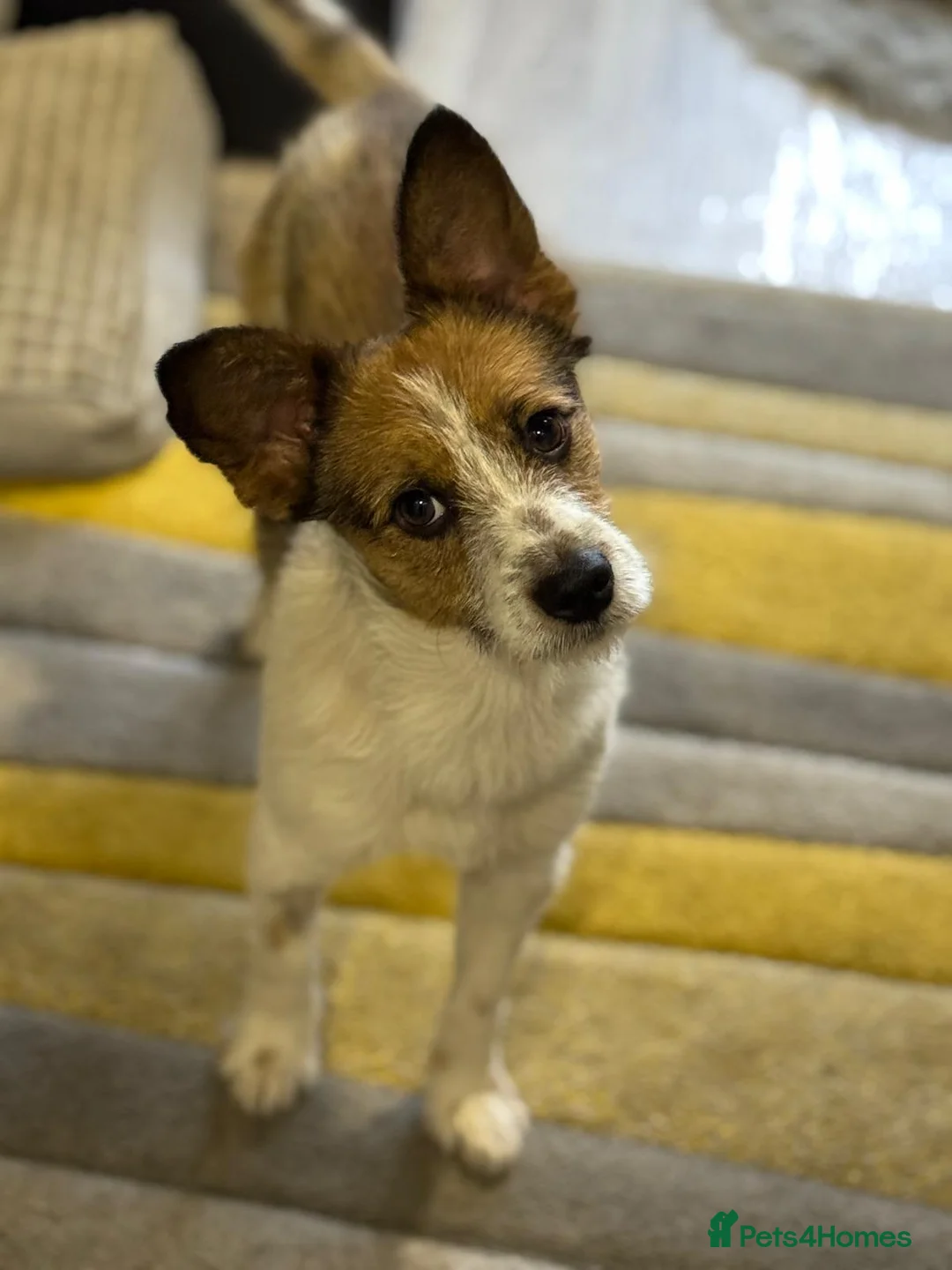 Mixed Breed dogs for adoption: Gorgeous Antonio looking for love - Advert 2