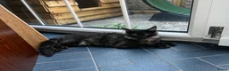 Maine Coon cats for sale: TICA ACTIVE REGISTERED MAINE COON  in Bradford - Advert 4
