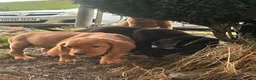 Springador dogs for sale: Happy friendly Springador puppies  - Advert 10
