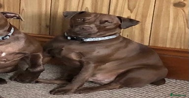 Patterdale Terrier dogs - Advert 5