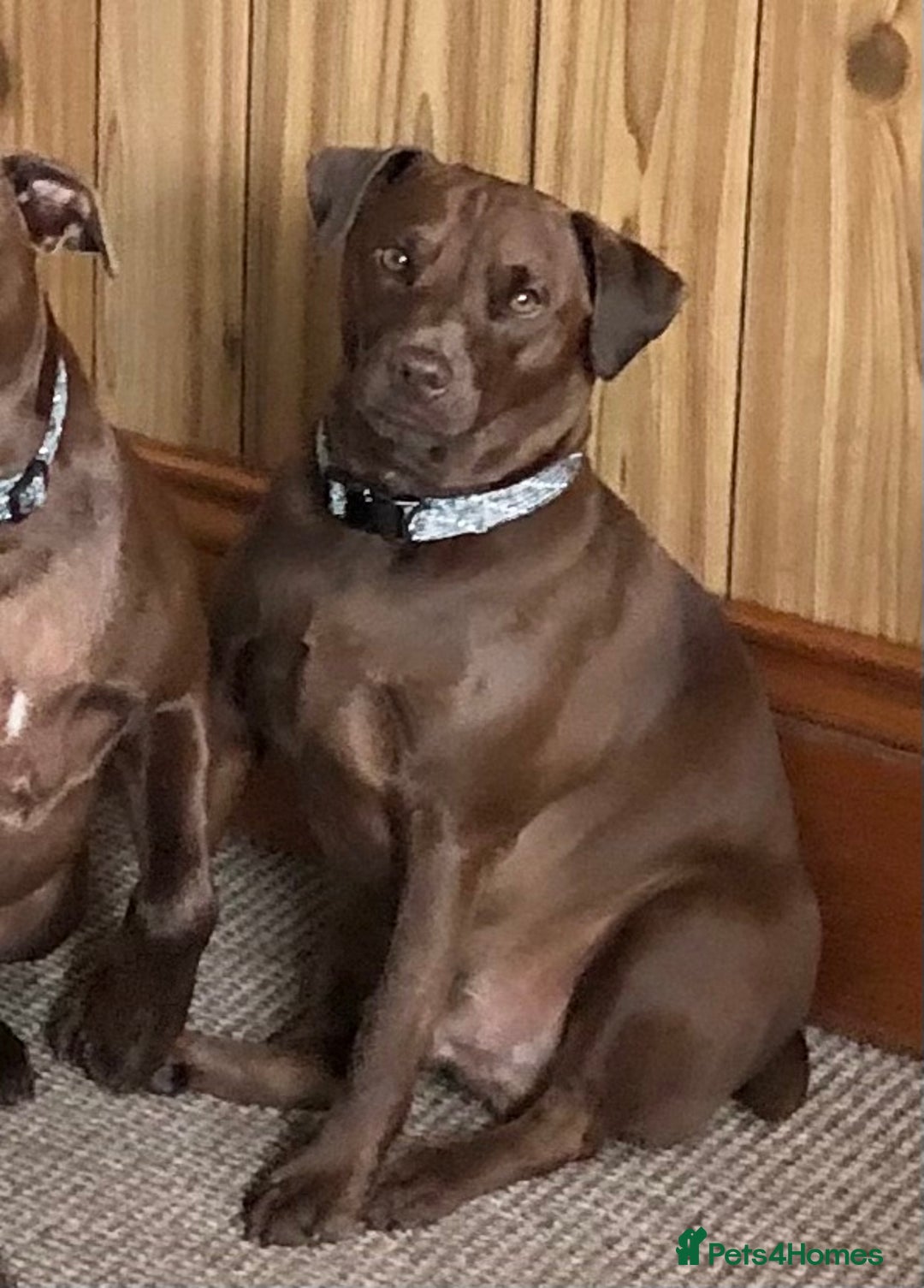 Patterdale Terrier dogs for sale: IGGY  - Image 2
