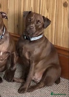 Patterdale Terrier dogs - Advert 5