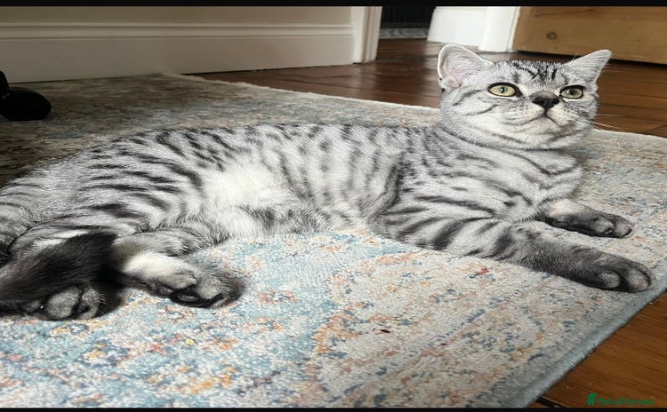 British Shorthair cats - Advert 7