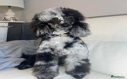 Labradoodle dogs for sale: Stunning F1bb miniature labradoodle puppies - Image 4