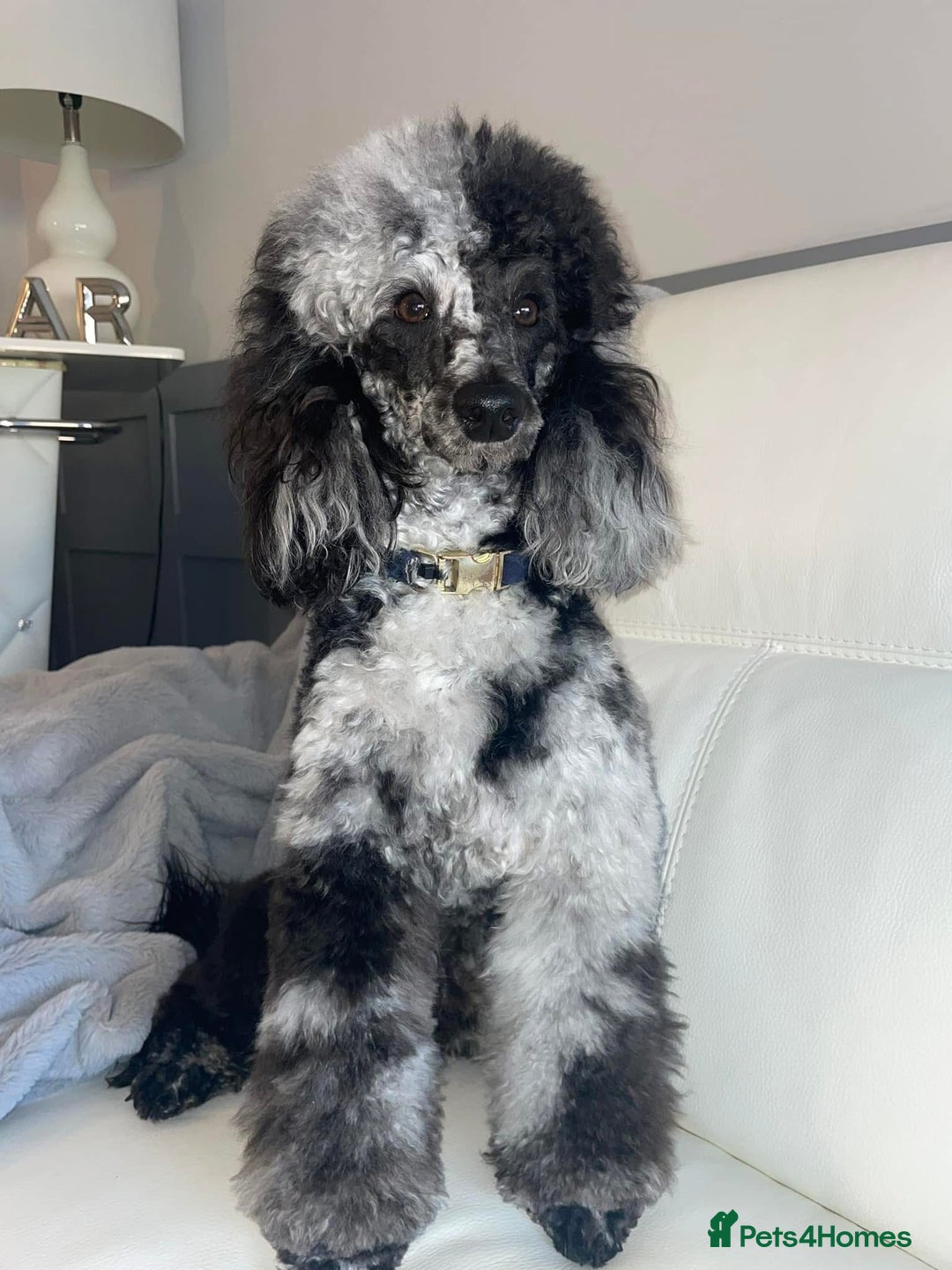 Labradoodle dogs for sale: Stunning F1bb miniature labradoodle puppies - Image 4