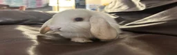 Mini Lop rabbits for sale: Baby minilops for sale  - Advert 11