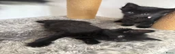 Mixed Breed cats for sale: Balinese X British short hair Black fluffy kittens - Advert 9